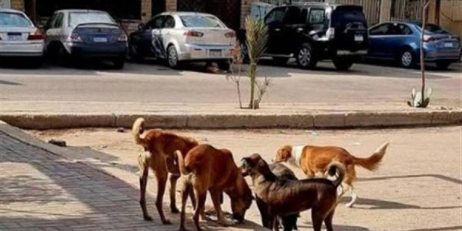 هل يجوز قتل الكلاب الضالة؟ أمين الفتوى يرد - بوابة الزهراء