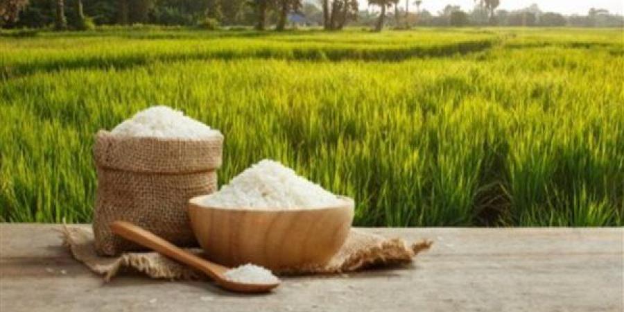 تعرف على سعر كيلو الأرز في الأسواق اليوم الاثنين - بوابة الزهراء